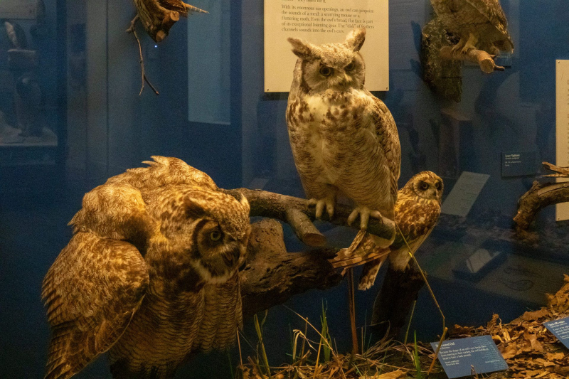 Field Museum of Natural History