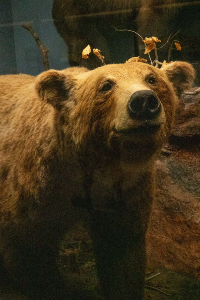 Field Museum of Natural History