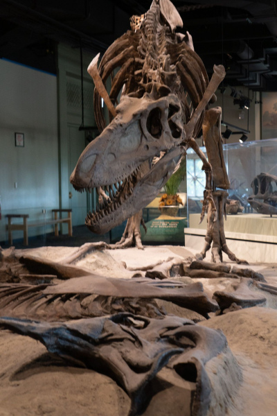 Field Museum of Natural History