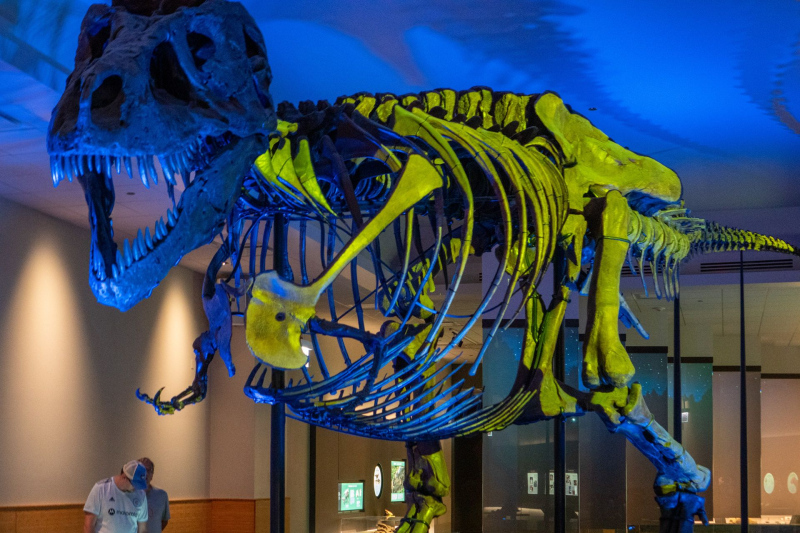 Field Museum of Natural History