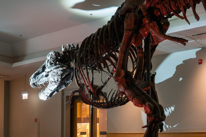 Field Museum of Natural History