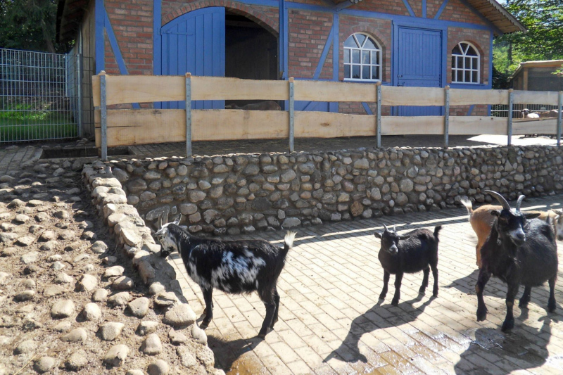 Tiere / Animals