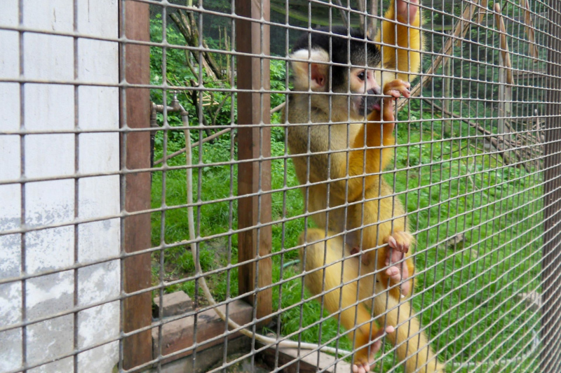 Tiere / Animals