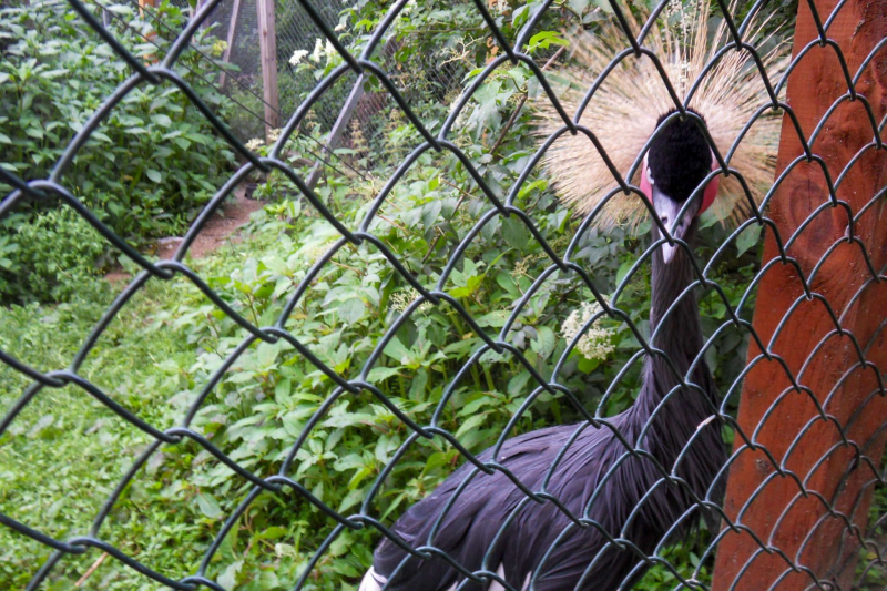 Tiere / Animals