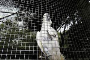 Tiere / Animals