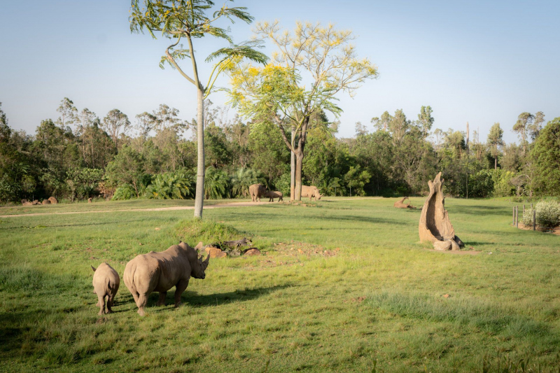 Animals / Tiere