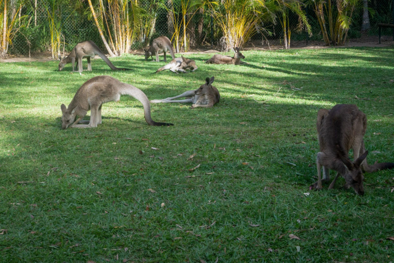 Animals / Tiere