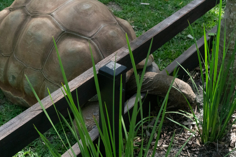 Animals / Tiere