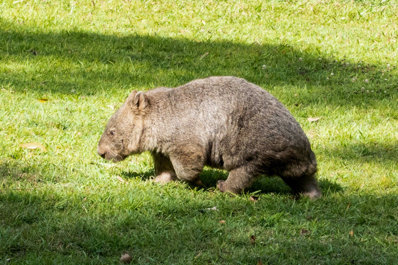Animals / Tiere