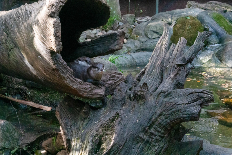 Animals / Tiere