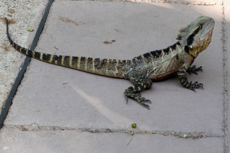 Animals / Tiere