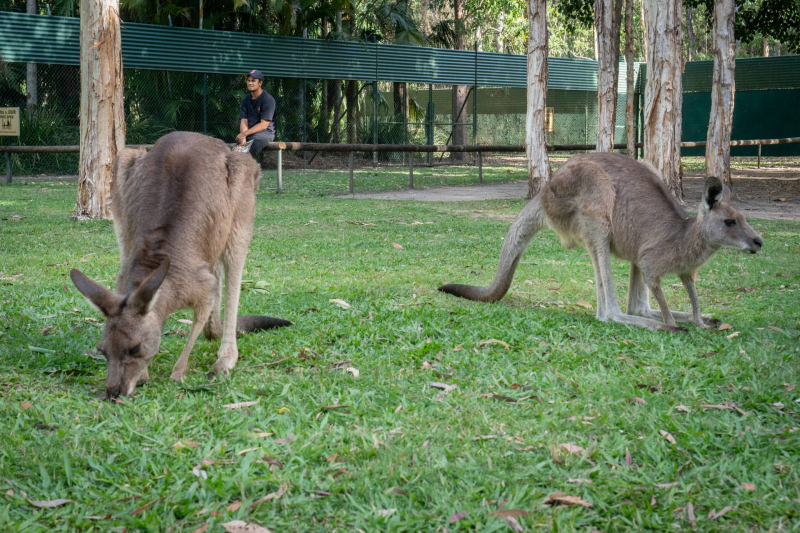 Animals / Tiere