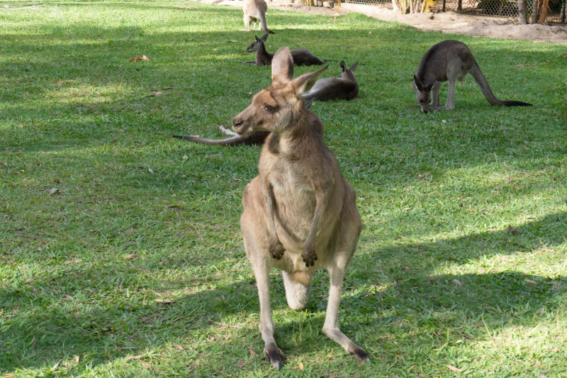 Animals / Tiere