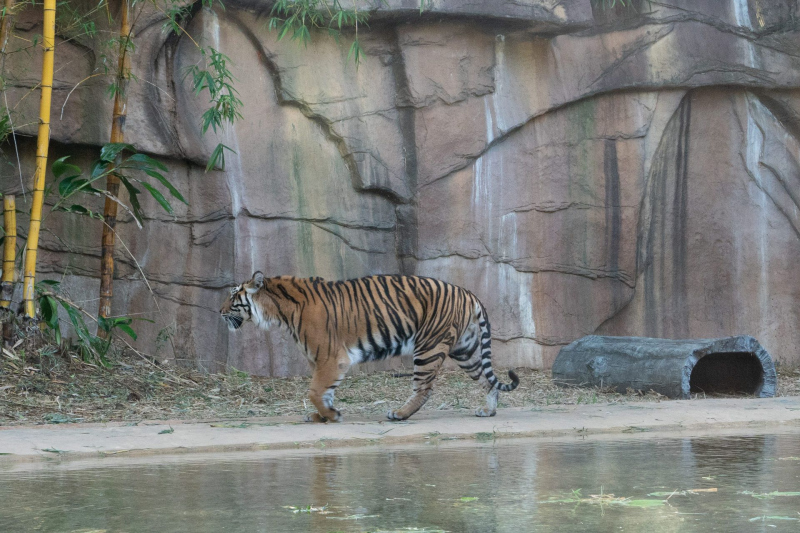Tiger Temple