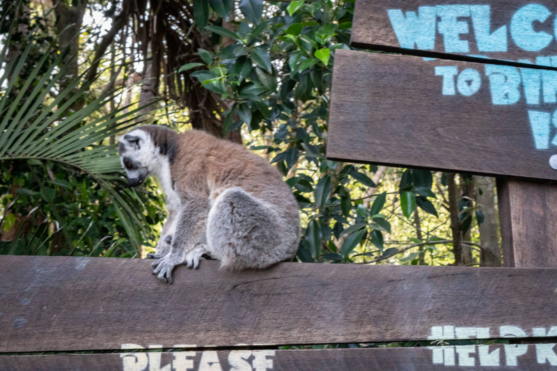 Animals / Tiere