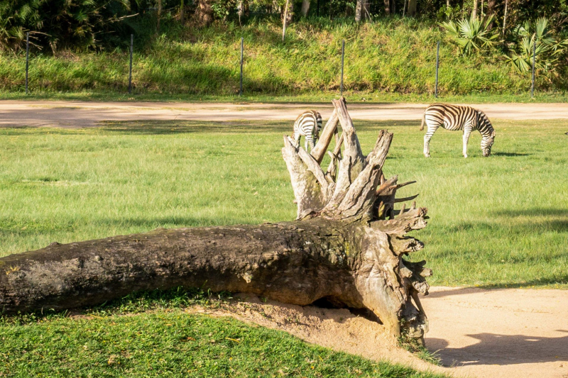 Animals / Tiere