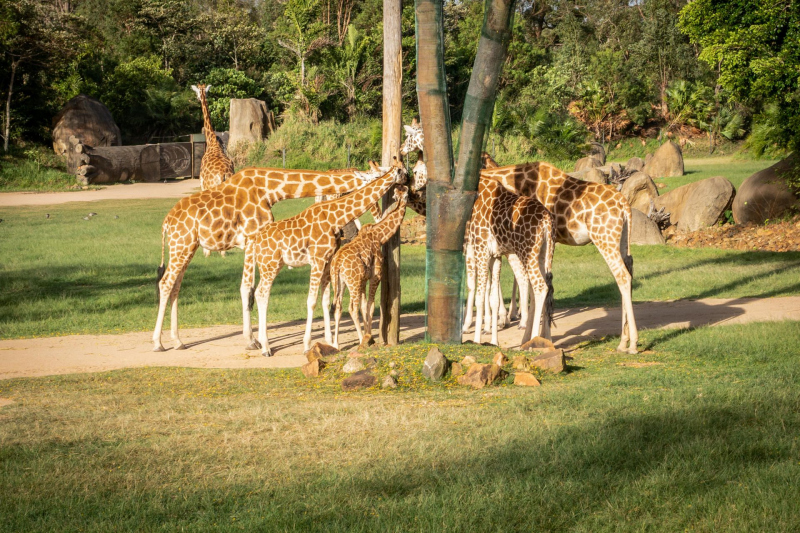 Animals / Tiere