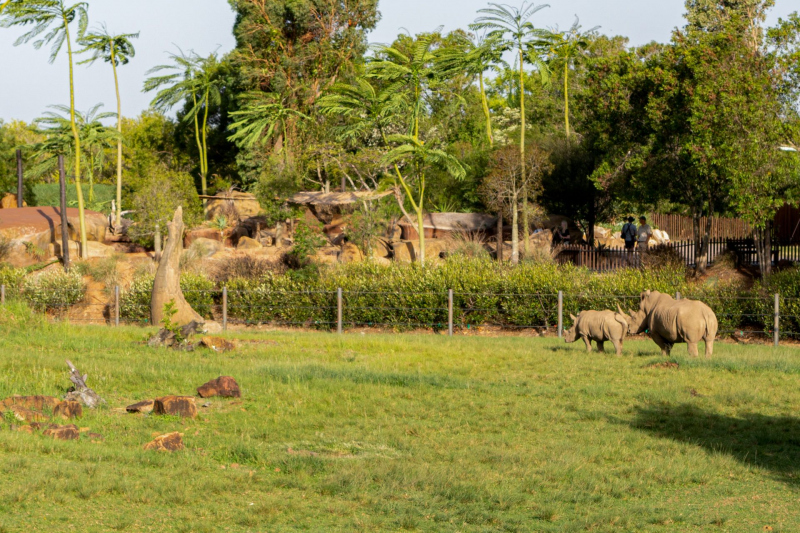 Animals / Tiere
