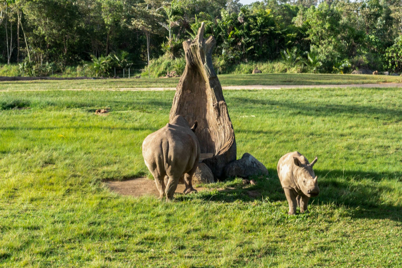 Animals / Tiere
