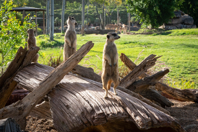 Animals / Tiere