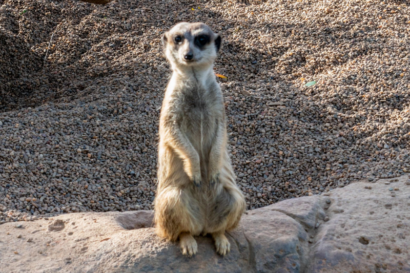 Animals / Tiere