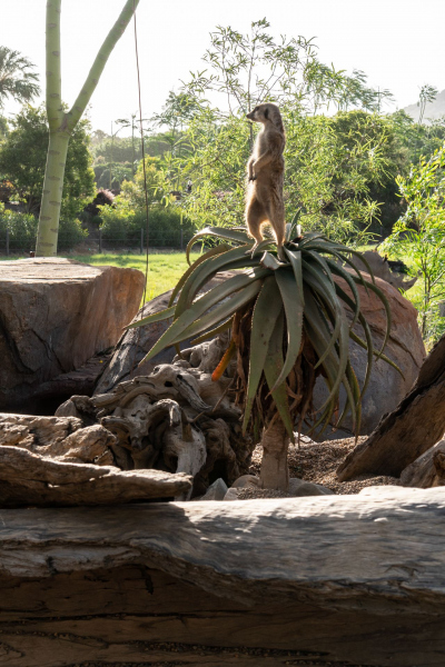 Animals / Tiere