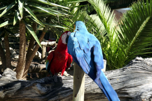 Animals
