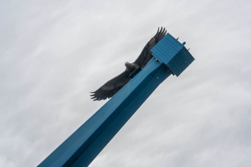 Duell der Adler