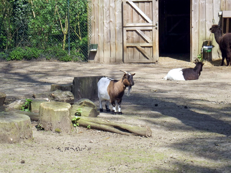 Animals at Bellewaerde / Tiere in Bellewaerde
