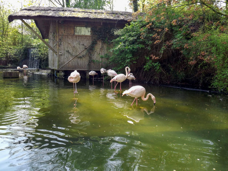 Jungle Mission / Mack RIdes Tow Boat Ride