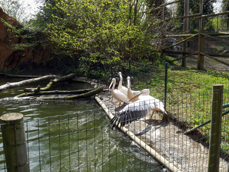 Animals at Bellewaerde / Tiere in Bellewaerde