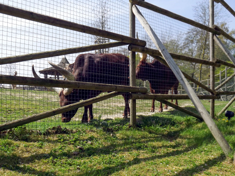 Animals at Bellewaerde / Tiere in Bellewaerde