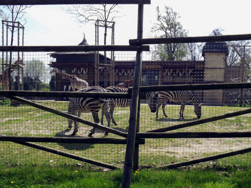 Animals at Bellewaerde / Tiere in Bellewaerde