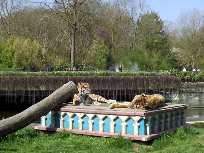 Animals at Bellewaerde / Tiere in Bellewaerde