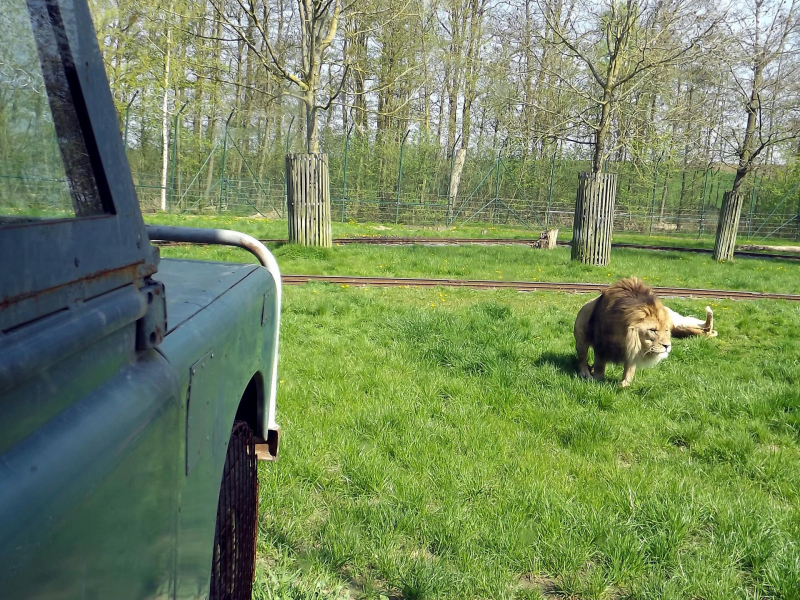 Animals at Bellewaerde / Tiere in Bellewaerde