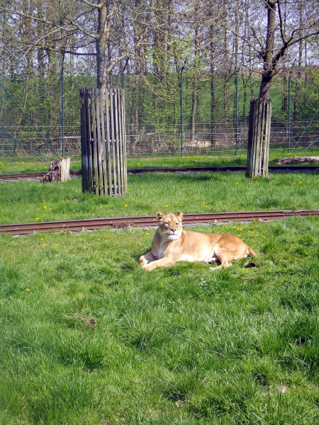 Animals at Bellewaerde / Tiere in Bellewaerde