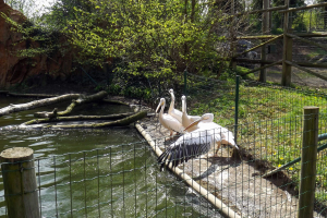 Animals at Bellewaerde / Tiere in Bellewaerde