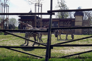 Animals at Bellewaerde / Tiere in Bellewaerde