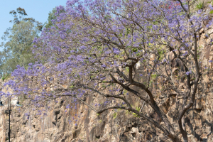 Kangaroo Point Cliffs Park
