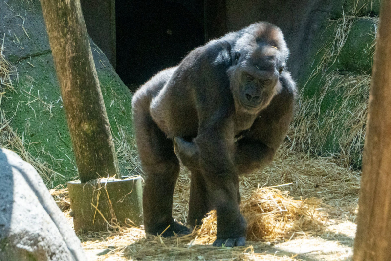 Chessington World of Adventures