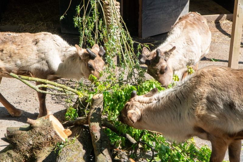 Chessington World of Adventures
