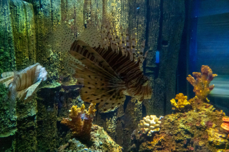 Sea Life
