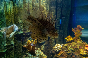 Sea Life