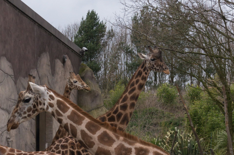 Chessington World of Adventures