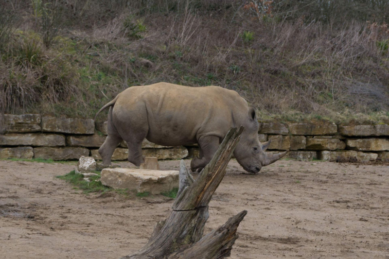 Chessington World of Adventures