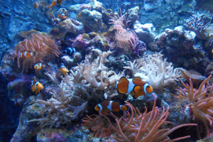 Sea Life Chessington