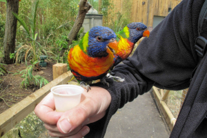 Chessington Zoo