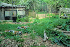 Chessington Zoo