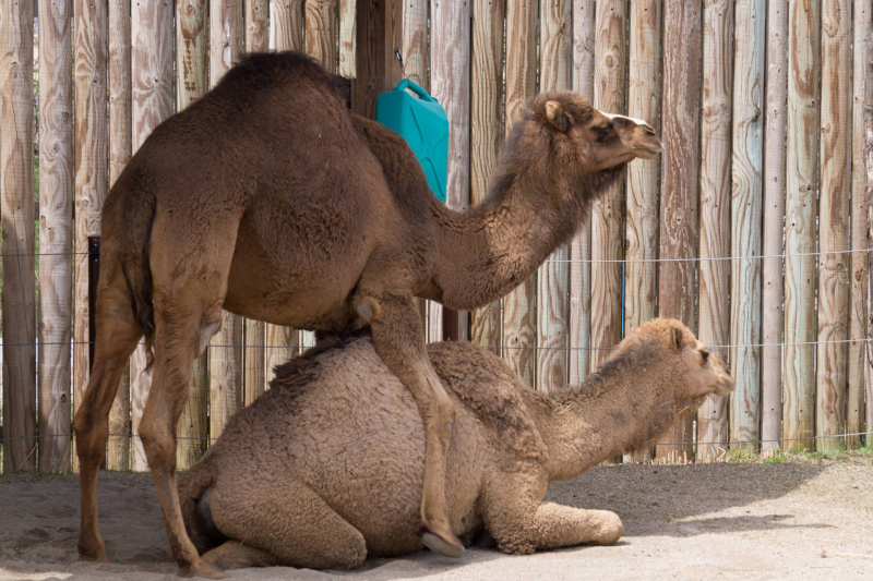 Columbus Zoo and Aquarium