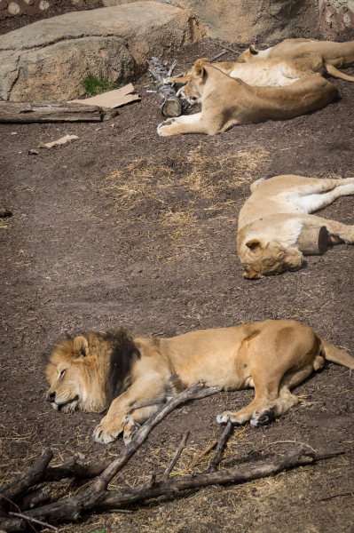 Columbus Zoo and Aquarium